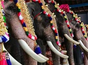 Elephant Festival