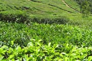 Tea and Coffee Gardens
