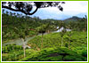 Tea and Coffee Gardens of Kerala