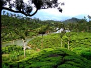 Tea garden, Munnar, Kerala