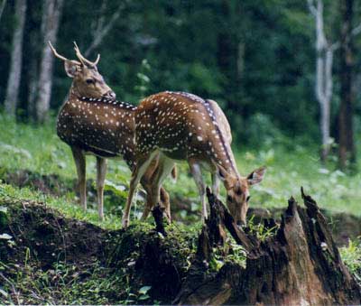 Tiger, South India Wildlife